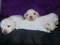 Click to view classifieds WVSLSYLS
