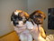 Click to view classifieds SYZYDMJM