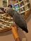Click to view classifieds TBOLBWZF