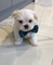Click to view classifieds CUPDWVGR