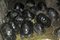 Click to view classifieds OYODJYFU