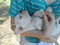 Click to view classifieds CNVXCHTL