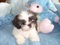 Click to view classifieds XAXQZEDJ