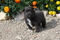Click to view classifieds GNTOPFEL