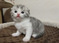 Click to view classifieds RNCZSTDZ