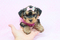 Click to view classifieds YGDLWPSK