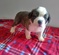 Click to view classifieds OGFPSWHC