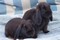 Click to view classifieds ABBAOFNJ