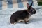 Click to view classifieds NYDNGLTC