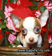 Chihuahua 1