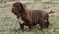 Click to view classifieds SWYBTPUB