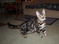 Click to view classifieds GCOHLSZC