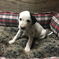 Click to view classifieds ODFUDCBD