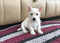 Click to view classifieds ELQSPCZE
