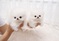 Click to view classifieds CCLOHDXC