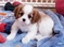 Click to view classifieds XYGSRTFJ