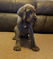 Click to view classifieds XROLFAHD