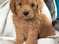 Click to view classifieds COMAYSXX