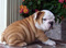 Click to view classifieds GHHUULET