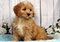 Click to view classifieds HNSVAXGZ