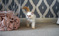 Click to view classifieds ZDLNUPJF