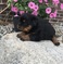Click to view classifieds ESUATDNP