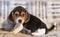 Click to view classifieds AVLOXMAL
