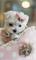 Click to view classifieds UCTDOGLH