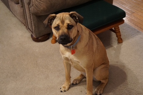 Lab mix, female , 2 yrs
