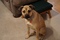Click to view classifieds CWBEOPBX