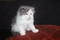 Click to view classifieds UOUQFMLK