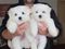 Click to view classifieds LCDQSHLV