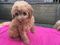 Click to view classifieds VOXLZHQC