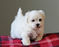 Click to view classifieds ZFKNETNA