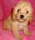 Click to view classifieds VVPVREPZ