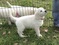 Click to view classifieds COFRSHCG