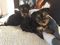 Click to view classifieds KSATTFUL