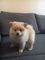Click to view classifieds GHVNAMSW