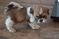 Click to view classifieds HPYFFESH