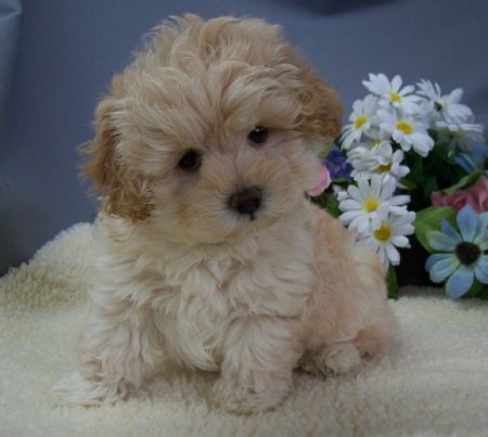 Maltipoo Puppies on Teacup   Toy Maltipoo Puppies For Sale On Long Island    Call  For