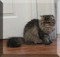 Click to view classifieds TEBEBZFU