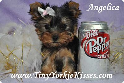 yorkie teacup puppies for sale in california baby doll teacup yorkie puppy for sale in california for sale 1 700 00 yorkie teacup puppies for sale in california baby doll teacup yorkie puppy for sale in california for sale 1 700 00