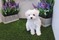 Click to view classifieds AFUMTXAS