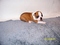 Click to view classifieds FRHSCFCY