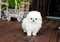Click to view classifieds YHPHKMZX