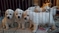 Click to view classifieds XALBLBJK