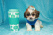 Click to view classifieds CMUTZPMC