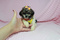 Click to view classifieds TBTAPGAN