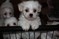 Click to view classifieds YYTMYZLZ