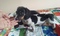 Click to view classifieds HDBVPHLO